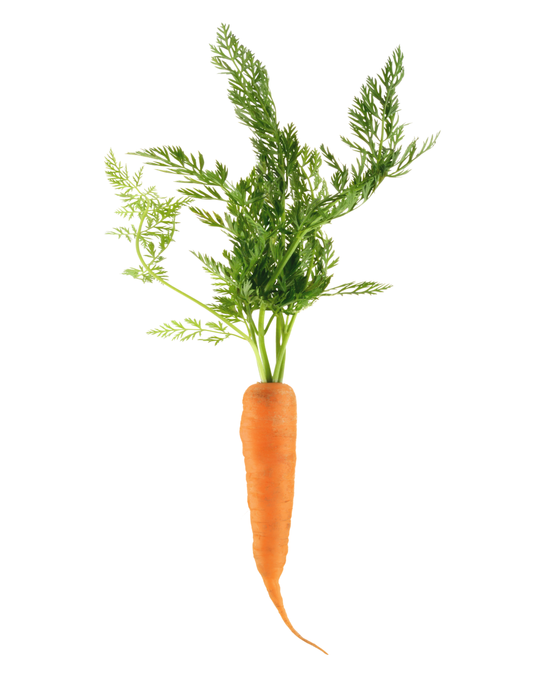 Carrot